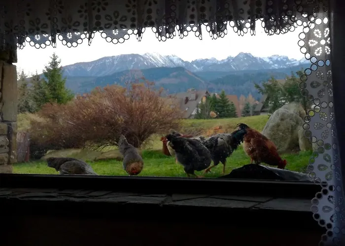 Szafran Z Widokiem Na Gory